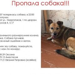 Подробнее об объявлении «Конаково Пропала собака тверская область» Фото: пропала собака  «Конаково Пропала собака тверская область» в г. Конаково