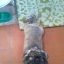 Подробнее об объявлении «Анапа Пропала собака кобель продолжаем поиски» Фото: пропала собака Пекинес «Анапа Пропала собака кобель продолжаем поиски» в г. Анапа