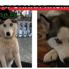 Подробнее об объявлении «Пропала собака хаски -, ватутники Троицк» Фото: пропала собака Сибирская хаски «Пропала собака хаски -, ватутники Троицк» в г. Троицк