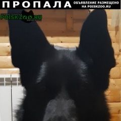 Подробнее об объявлении «Пропала собака кобель помогите найти Всеволожск» Фото: пропала собака Немецкая овчарка «Пропала собака кобель помогите найти Всеволожск» в г. Всеволожск