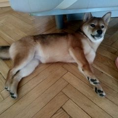Подробнее об объявлении «Пропала собака Москва» Фото: пропала собака  «Пропала собака Москва» в г. Москва