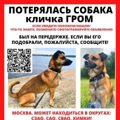 Подробнее об объявлении «Москва Пропала собака кобель» Фото: пропала собака  «Москва Пропала собака кобель» в г. Москва