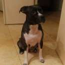 Подробнее об объявлении «Воронеж Пропала собака» Фото: пропала собака  «Воронеж Пропала собака» в г. Воронеж