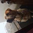 Подробнее об объявлении «Пропала собака кобель Нижний Новгород» Фото: пропала собака Среднеазиатская овчарка «Пропала собака кобель Нижний Новгород» в г. Нижний Новгород