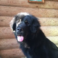 Подробнее об объявлении «Большое Пикино Пропала собака щенок» Фото: пропала собака  «Большое Пикино Пропала собака щенок» в г. Большое Пикино