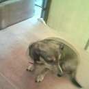 Подробнее об объявлении «Пропала собака любимый друг. Нижний Новгород» Фото: пропала собака  «Пропала собака любимый друг. Нижний Новгород» в г. Нижний Новгород