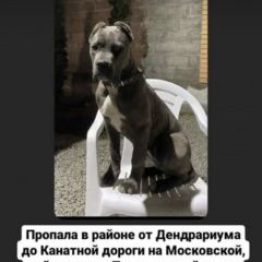 Картинка пропала собака В городе Владикавказ потерялась собачушка. Владикавказ