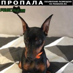 Подробнее об объявлении «Пропала собака невский район Санкт-Петербург» Фото: пропала собака  «Пропала собака невский район Санкт-Петербург» в г. Санкт-Петербург