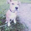 Подробнее об объявлении «Пропала собака собочка Нижний Новгород» Фото: пропала собака Стаффордширский бультерьер «Пропала собака собочка Нижний Новгород» в г. Нижний Новгород