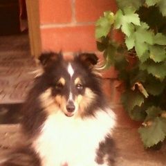 Подробнее об объявлении «Пропала собака кобель порода шелти Самара» Фото: пропала собака Шелти «Пропала собака кобель порода шелти Самара» в г. Самара