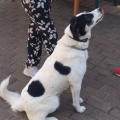 Подробнее об объявлении «Пропала собака кобель филимонки Валуево» Фото: пропала собака  «Пропала собака кобель филимонки Валуево» в г. Валуево