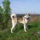 Подробнее об объявлении «Пропала собака кобель просьба сообщить любую информацию Дмитров» Фото: пропала собака  «Пропала собака кобель просьба сообщить любую...» в г. Дмитров