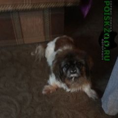 Подробнее об объявлении «Пропала собака пекинес Санкт-Петербург» Фото: пропала собака Пекинес «Пропала собака пекинес Санкт-Петербург» в г. Санкт-Петербург