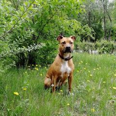 Подробнее об объявлении «Омск Пропала собака питбуль сука» Фото: пропала собака Американский стаффордширский терьер «Омск Пропала собака питбуль сука» в г. Омск