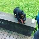 Подробнее об объявлении «Пропала собака екатерина Королев» Фото: пропала собака Такса «Пропала собака екатерина Королев» в г. Королев