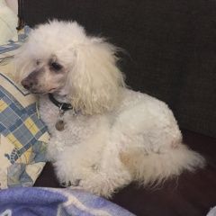 Подробнее об объявлении «Геленджик Пропала собака кобель» Фото: пропала собака Пудель «Геленджик Пропала собака кобель» в г. Геленджик