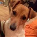 Подробнее об объявлении «Пропала собака Нижний Новгород» Фото: пропала собака Джек рассел терьер «Пропала собака Нижний Новгород» в г. Нижний Новгород