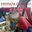 Подробнее об объявлении «Пропала собака Ростов-на-Дону» Фото: пропала собака Невская маскарадная «Пропала собака Ростов-на-Дону» в г. Ростов-на-Дону