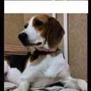 Подробнее об объявлении «Пропала собака Королев» Фото: пропала собака  «Пропала собака Королев» в г. Королев