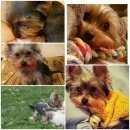 Подробнее об объявлении «Пропала собака кобель йоркширский терьер Реутов» Фото: пропала собака Йоркширский терьер «Пропала собака кобель йоркширский терьер Реутов» в г. Реутов