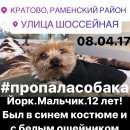 Подробнее об объявлении «Раменское Пропала собака кобель помогите пожалуйста» Фото: пропала собака Йоркширский терьер «Раменское Пропала собака кобель помогите...» в г. Раменское