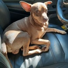 Подробнее об объявлении «Пропала собака кобель Санкт-Петербург» Фото: пропала собака Той-терьер «Пропала собака кобель Санкт-Петербург» в г. Санкт-Петербург