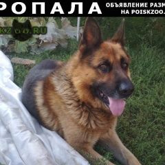 Подробнее об объявлении «Саранск Пропала собака кобель немецкая овчарка» Фото: пропала собака Немецкая овчарка «Саранск Пропала собака кобель немецкая овчарка» в г. Саранск