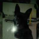 Подробнее об объявлении «Тихорецк Пропала собака кобель, помогите вернуть ребенка» Фото: пропала собака Немецкая овчарка «Тихорецк Пропала собака кобель, помогите...» в г. Тихорецк