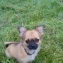 Подробнее об объявлении «Пропала собака кобель мальчик чихуахуа Зеленоград» Фото: пропала собака Чихуахуа «Пропала собака кобель мальчик чихуахуа Зеленоград» в г. Зеленоград