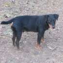 Подробнее об объявлении «Подольск Пропала собака кобель ягд-терьер кобель» Фото: пропала собака Ягд-терьер «Подольск Пропала собака кобель ягд-терьер кобель» в г. Подольск