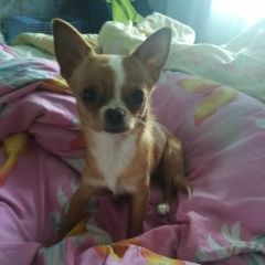 Подробнее об объявлении «Анапа Пропала собака вознаграждение гарантировано» Фото: пропала собака Чихуахуа «Анапа Пропала собака вознаграждение гарантировано» в г. Анапа