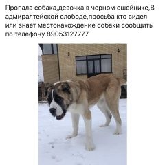 Подробнее об объявлении «Казань Пропала собака» Фото: пропала собака Среднеазиатская овчарка «Казань Пропала собака» в г. Казань