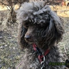Подробнее об объявлении «Иркутск Пропала собака кобель» Фото: пропала собака Пудель «Иркутск Пропала собака кобель» в г. Иркутск