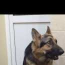 Подробнее об объявлении «Пропала собака немецкая овчарка Адлер» Фото: пропала собака Немецкая овчарка «Пропала собака немецкая овчарка Адлер» в г. Адлер