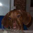 Подробнее об объявлении «Пропала собака кобель рыжая такса  Самара» Фото: пропала собака Такса «Пропала собака кобель рыжая такса  Самара» в г. Самара