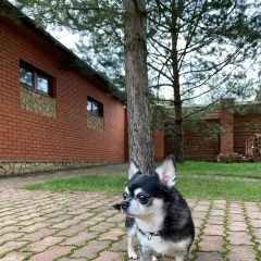 Подробнее об объявлении «Пропала собака кобель Нарофоминск» Фото: пропала собака Чихуахуа «Пропала собака кобель Нарофоминск» в г. Нарофоминск