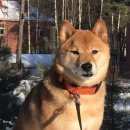 Подробнее об объявлении «Пропала собака кобель Санкт-Петербург» Фото: пропала собака Акита-ину «Пропала собака кобель Санкт-Петербург» в г. Санкт-Петербург