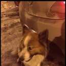 Подробнее об объявлении «Королев Пропала собака лайка домашняя» Фото: пропала собака  «Королев Пропала собака лайка домашняя» в г. Королев