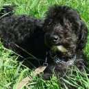 Подробнее об объявлении «Пропала собака кобель Санкт-Петербург» Фото: пропала собака  «Пропала собака кобель Санкт-Петербург» в г. Санкт-Петербург