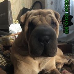 Подробнее об объявлении «Пропала собака кобель Симферополь» Фото: пропала собака Шар-пей «Пропала собака кобель Симферополь» в г. Симферополь