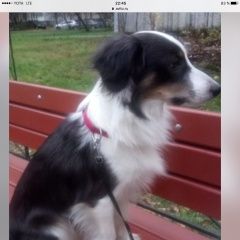 Подробнее об объявлении «Пропала собака кобель метис шелти арчи Санкт-Петербург» Фото: пропала собака Шелти «Пропала собака кобель метис шелти арчи...» в г. Санкт-Петербург