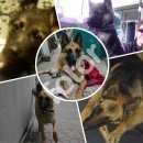 Подробнее об объявлении «Пропала собака кобель немецкая овчарка Симферополь» Фото: пропала собака Немецкая овчарка «Пропала собака кобель немецкая овчарка Симферополь» в г. Симферополь