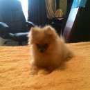 Подробнее об объявлении «Пропала собака кобель породы- шпиц Симферополь» Фото: пропала собака Померанский шпиц «Пропала собака кобель породы- шпиц Симферополь» в г. Симферополь