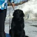 Подробнее об объявлении «Увельский Пропала собака кобель лабрадор норик» Фото: пропала собака Лабрадор ретривер «Увельский Пропала собака кобель лабрадор норик» в г. Увельский