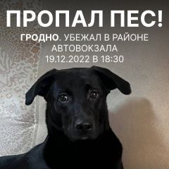 Картинка пропала собака В городе Гродно потерян пёсель. Гродно