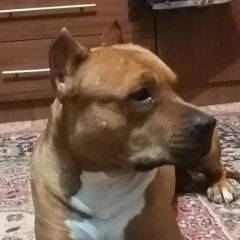Подробнее об объявлении «Красноярск Пропала собака кобель» Фото: пропала собака Американский стаффордширский терьер «Красноярск Пропала собака кобель» в г. Красноярск