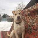 Подробнее об объявлении «Пропала собака вознагрождение Нижний Новгород» Фото: пропала собака  «Пропала собака вознагрождение Нижний Новгород» в г. Нижний Новгород