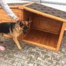 Подробнее об объявлении «Пропала собака щедрое вознаграждение за собаку Саратов» Фото: пропала собака Немецкая овчарка «Пропала собака щедрое вознаграждение за собаку...» в г. Саратов