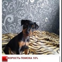 Подробнее об объявлении «Пропала собака кобель цвергпинчер 3 месяца кобель Самара» Фото: пропала собака  «Пропала собака кобель цвергпинчер 3 месяца...» в г. Самара