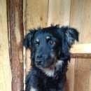 Подробнее об объявлении «Пропала собака кобель Ангарск» Фото: пропала собака  «Пропала собака кобель Ангарск» в г. Ангарск